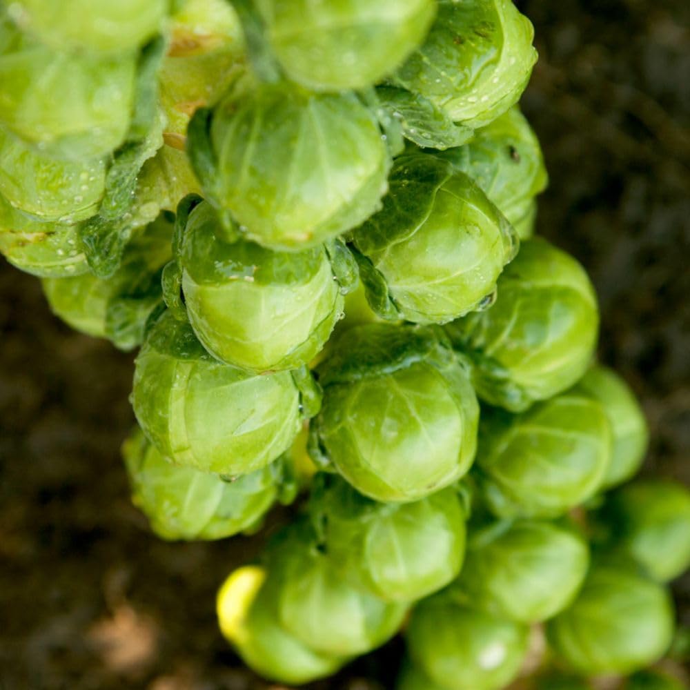 Brussels Sprout ‘Cryptus’ F1 3 Postiplug Plants, Clubroot Resistant Winter Veg Variety