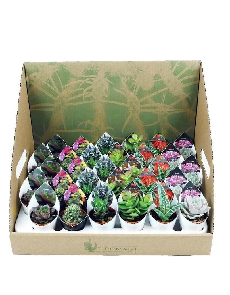 Lote 20 Cactus y Crasas naturales Ø5cm…