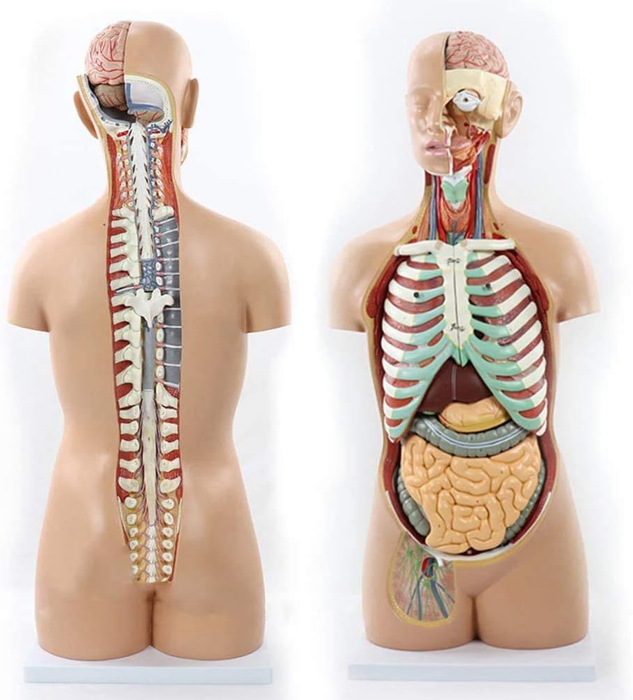Amazon Co Jp 人間の胴体のモデル 身体の内部の体体の体体の体体の体体の教育のための体体 取り外し可能な17部 産業 研究開発用品
