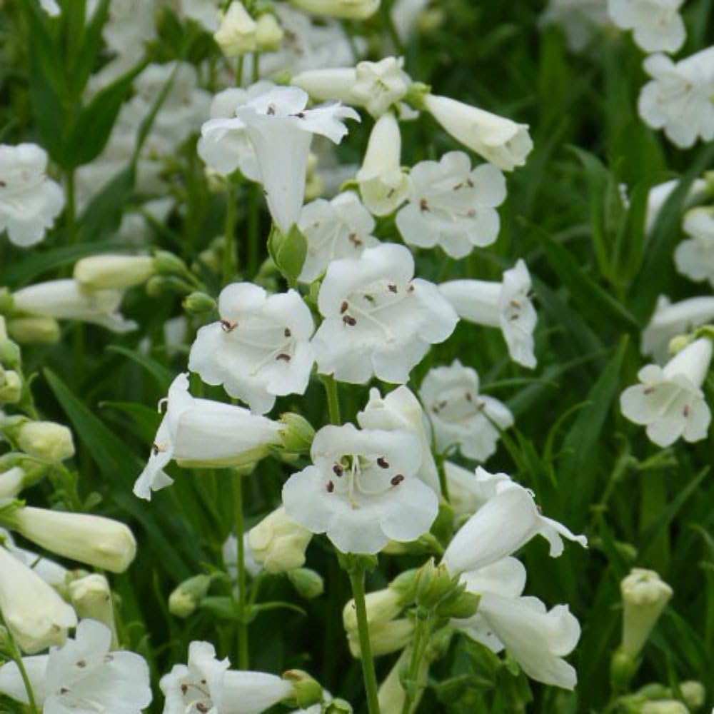 Penstemon 'White Bedder' – Elegant White Flowers, Hardy Perennial for Long-Lasting Blooms, Perfect for Borders & Wildlife Gardens - 1x 1 Litre Potted Plant by Thompson & Morgan