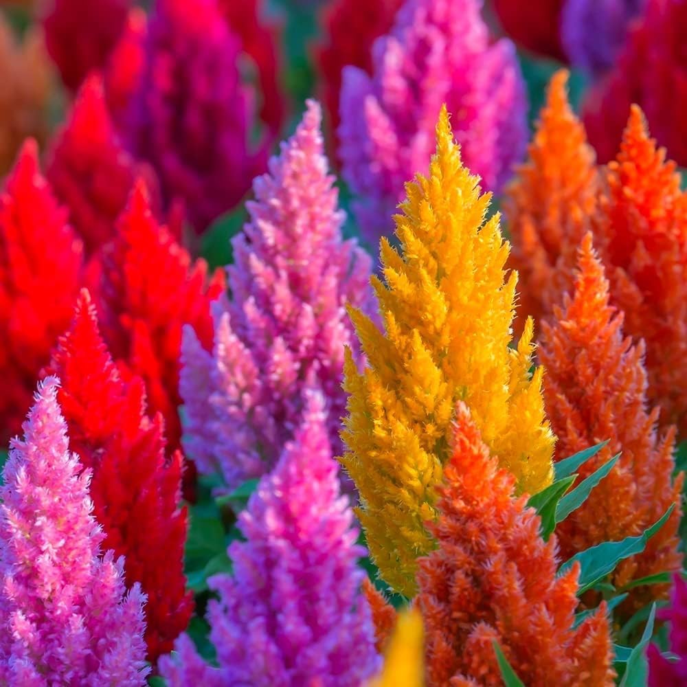50+ Seeds- All Seasons Celosia Plumosa Plumed Cockscomb Celosia Argentea Flower Seeds For Planting Home Garden (B0CFRJ5DSX) Amazon Price History, Amazon Price Tracker