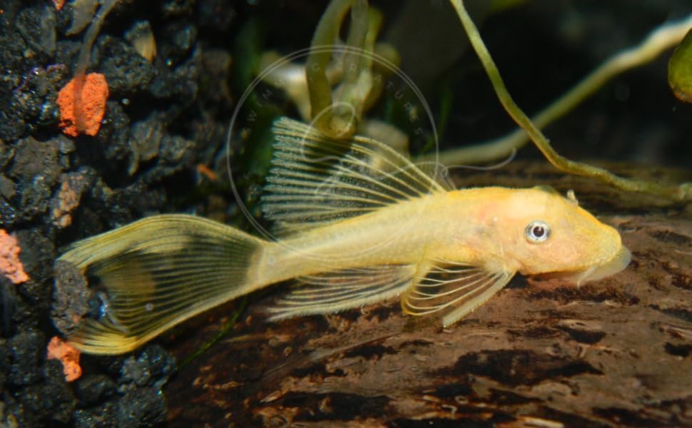 Swimming Creatures™ 2 Longfin Albino Pleco (L-144) (Ancistrus cf. cirrhosus) – Tank-Bred Live Freshwater Aquarium Fish (Size Approx 1-2")