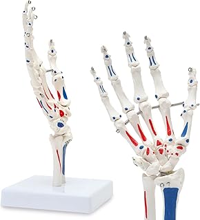 Human Hand Joint Model, Life Size Flexible Right Hand and Wrist Skeleton Model with Articulated Joints and Ligaments, Mount on Base