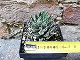 haworthia cooperi vendita online  Haworthia reinwardtii 4 cm, cactus, pianta grassa