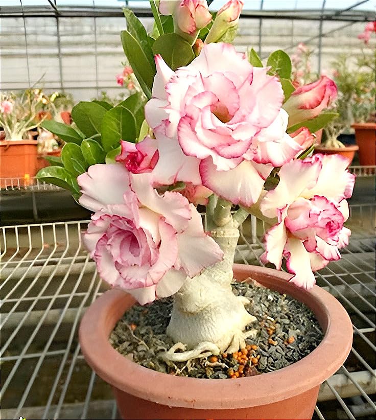 Hidden Enterprise Pink Adenium Live Flowering Plant | Healthy Desert Rose Bonsai Style Plant for Home Outdoor & Indoor Gardening | Fresh Blooming Adenium Sapling for Decorative Landscaping (No Pot)