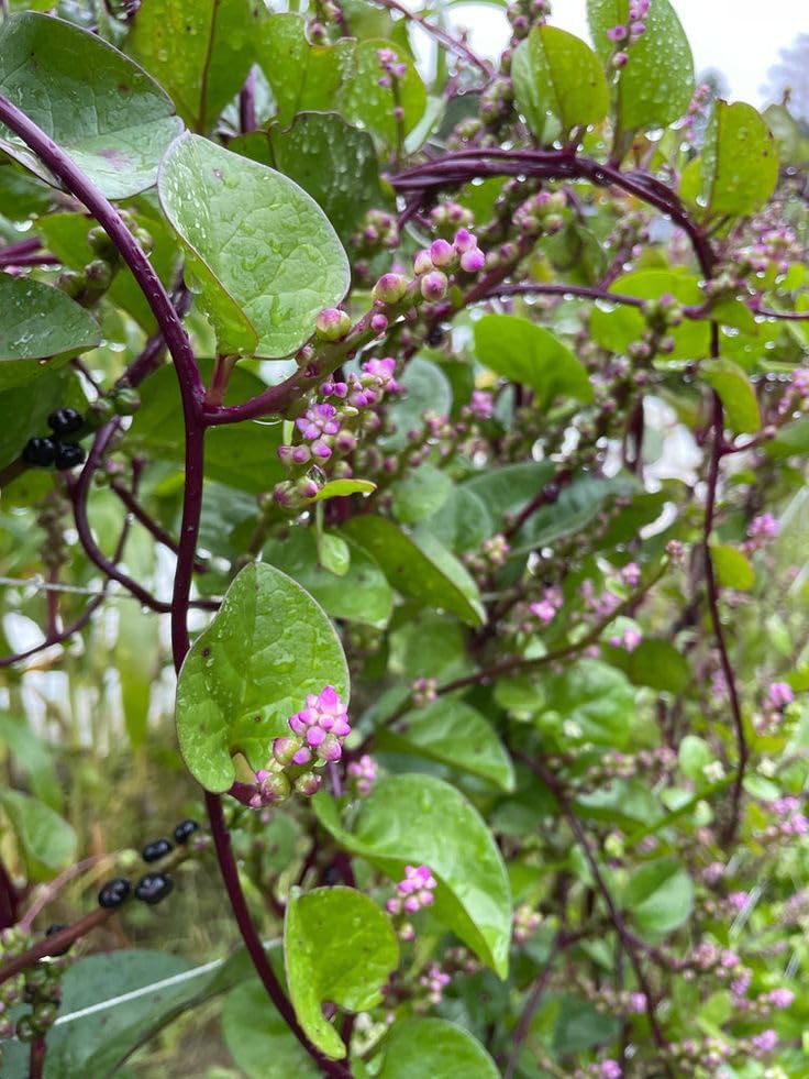 Malabar Spinach Plant seeds Purple Stems, Pink Flowers-image-23
