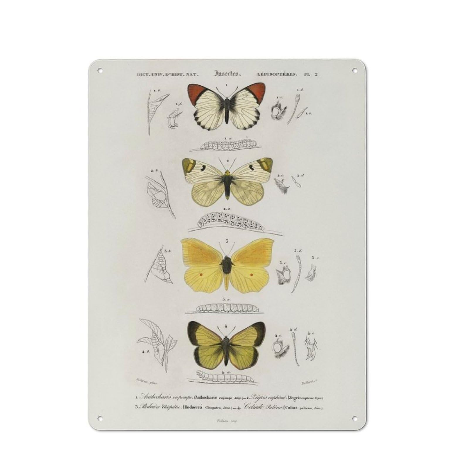 Vintage Metal Sign 40x30cm Featuring Butterflies for Pub Or Café, Wall Decor for People Reorganising Pub And Café