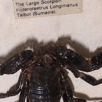 ワニとサソリの剥製セット 2025年最新】サソリ 剥製の人気アイテム - メルカリ