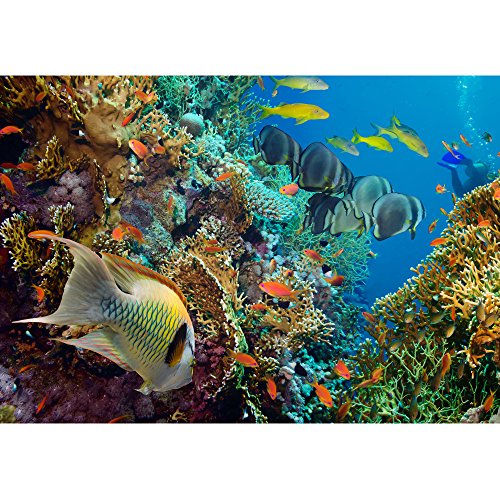 Wall26 - Tropical Anthias Fish With Net Fire Corals On Red Sea Reef Underwater - Removable Wall Mural | Self-Adhesive Large Wallpaper - 100X144 Inches #TOP1