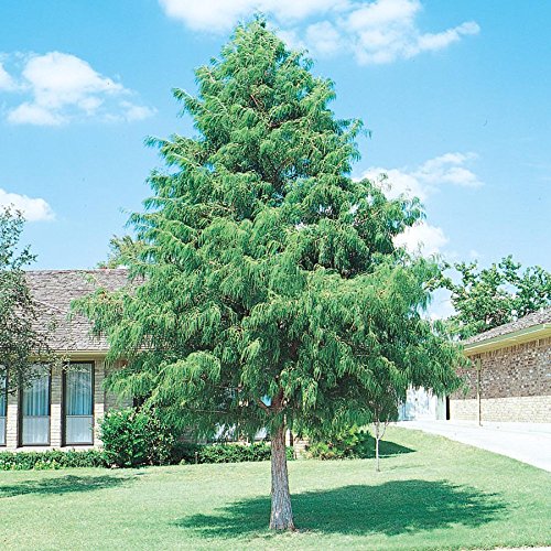 5 Bald Cypress Trees