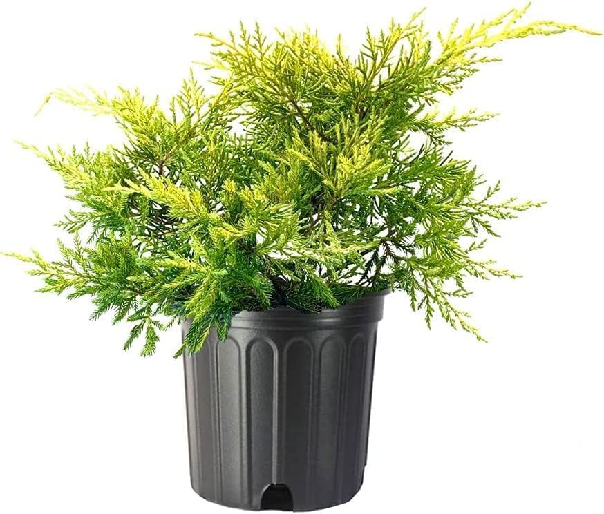 Juniper Saybrook Gold | 3 Live Gallon Size Plants | Juniperus Chinensis | Cold Hardy Evergreen Groundcover