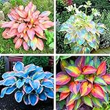 Mixrug Hosta Seeds for Planting, 100+pcs Rare Perennial Hosta Flower Seeds, Non-GMO Heirloom Long Blooming Plants Shaded Entry Pathway Flowers for Home Garden Outdoors