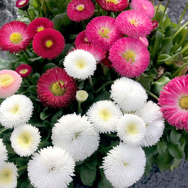 GrowZid English Daisy Outdoor Gardening Flower Plant Seeds Pack Multi mix (B0B7XD1NLC) Amazon Price History, Amazon Price Tracker