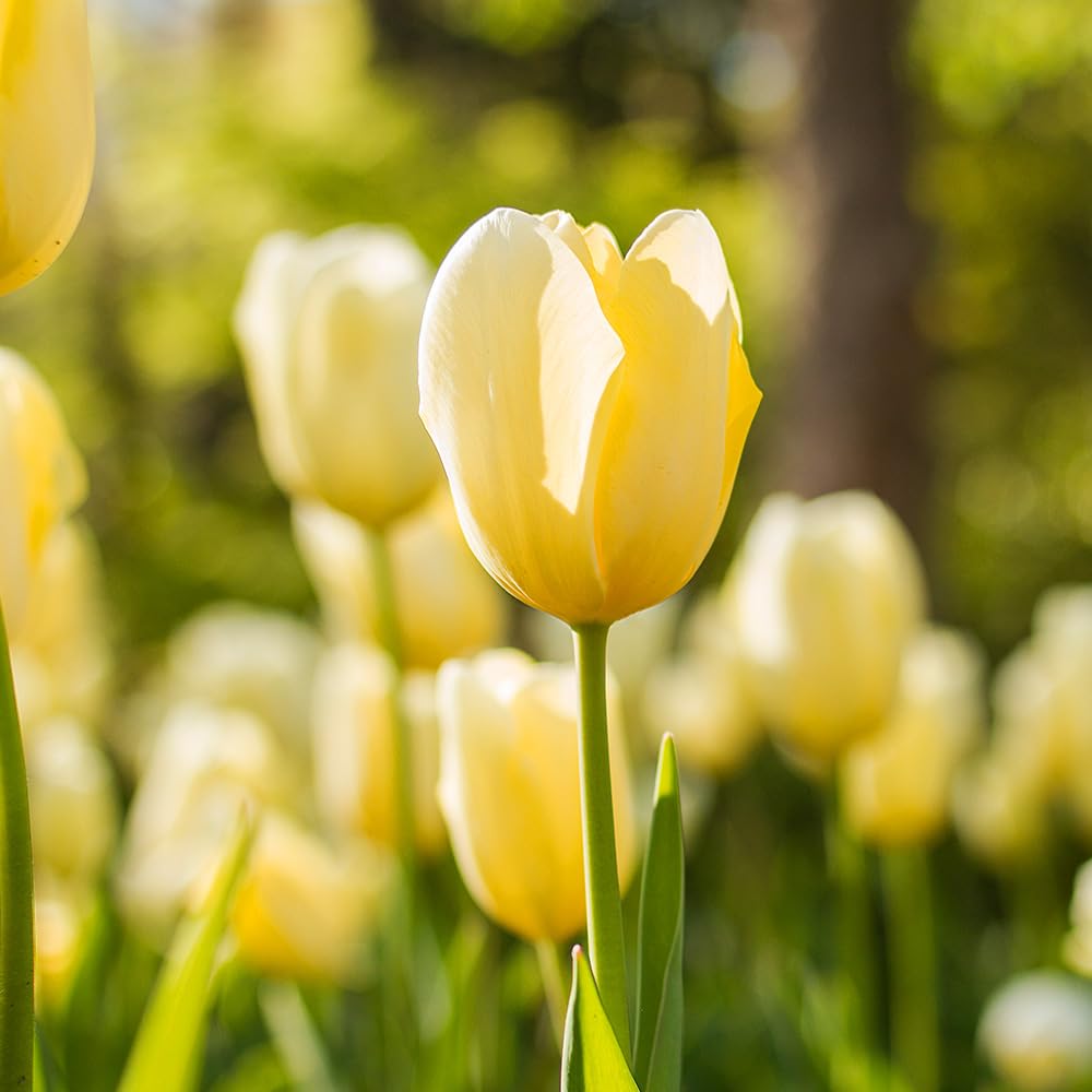 Amazon.co.jp: ITANSE 2色咲きチューリップ レモンシフォン 4球