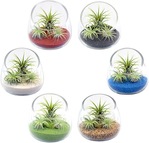 Miniatura 4 de Kit de terrario de cuenco de vidrio inclinado de 5 pulgadas de grosor con arena negra y 3 plantas de aire Tillandsia Ionantha vivas, plantas de