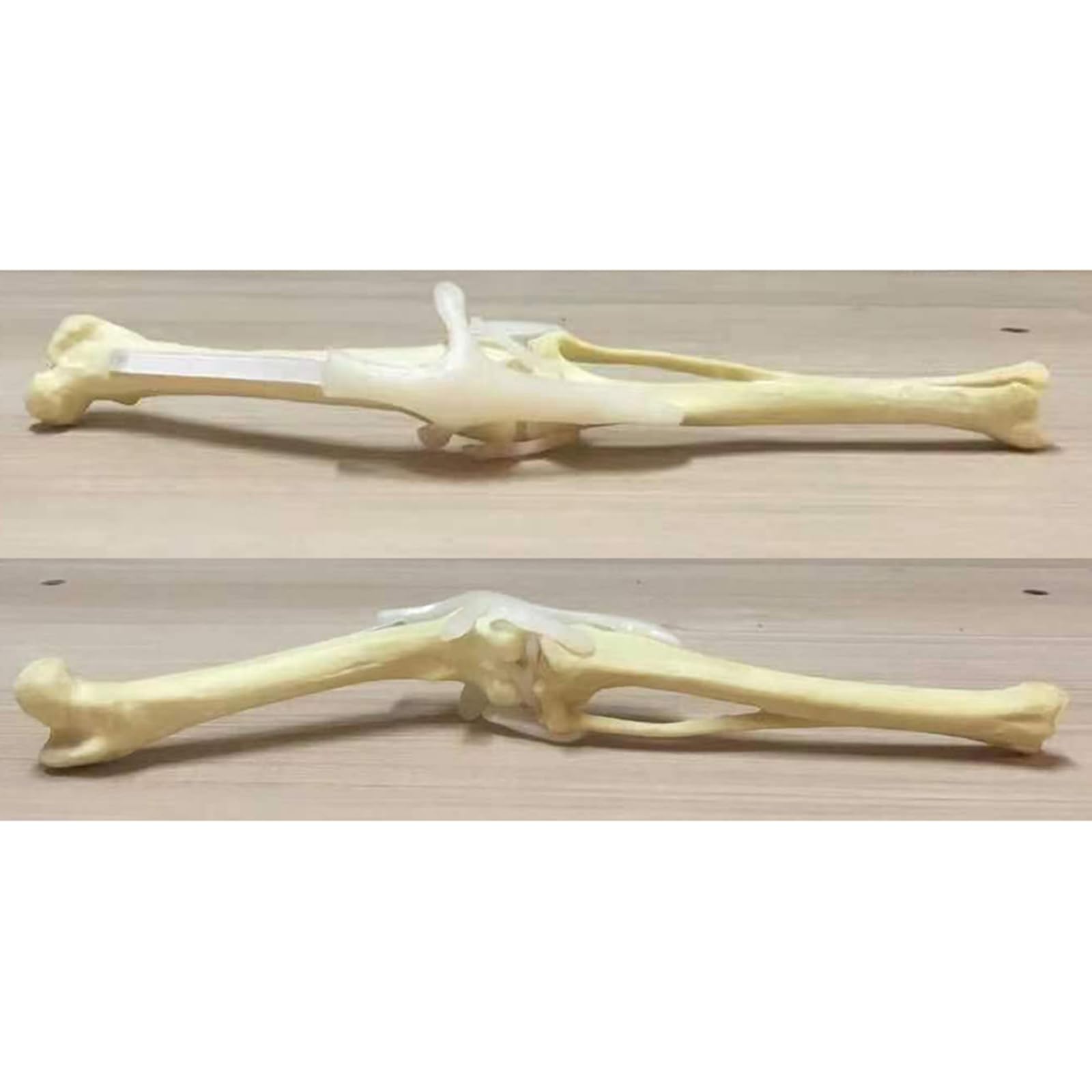 Hund Hinterbein Knochenmodell Übungs-Simulations-Knochenmodell Hund Haustier Veterinär Lehrmittel,A,15cm