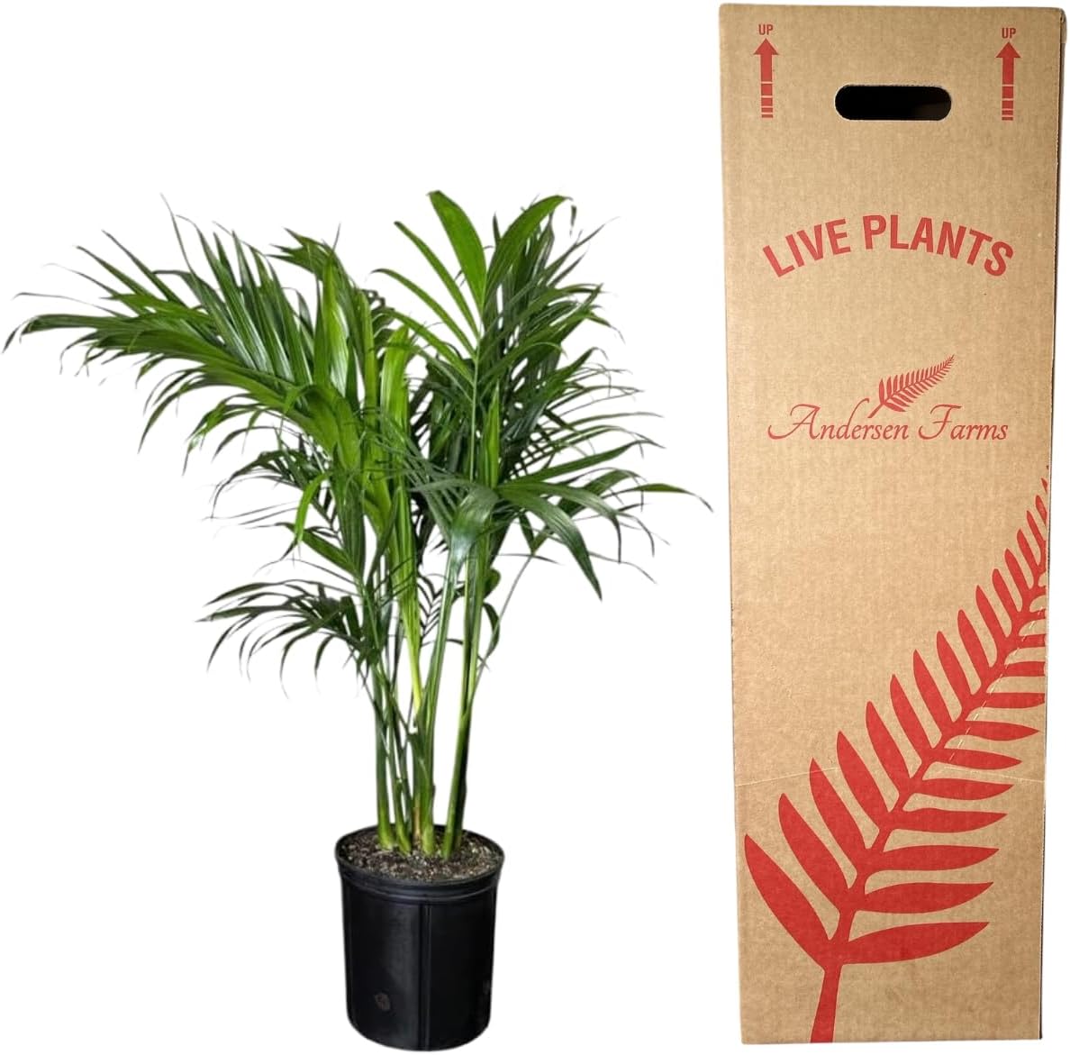 Cat Palm Live Plant, Indoor/Outdoor, 10-inch Grower Pot, 24-inch Height
