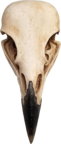 Miniatura 3 de DWK The Enigmatic Corvus: decoración de pared gótica de calavera de cuervo de pájaro de profecía, misteriosa estatua colgante para un ambiente