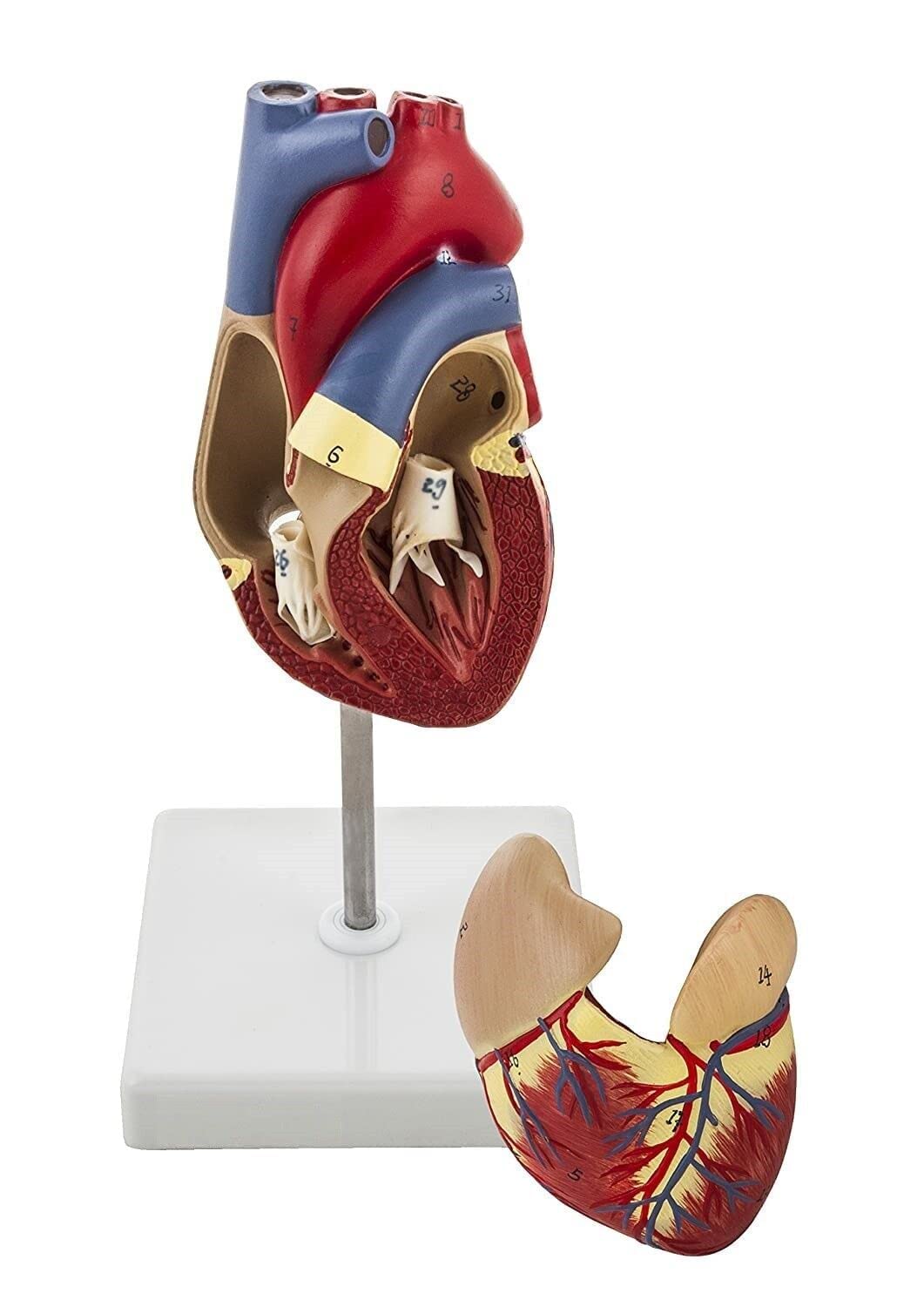 SAINI_MEDICOS Modello Anatomico Cuore Umano, 2 Parti, Dimensioni Naturali Deluxe, Mostra Quattro Camere
