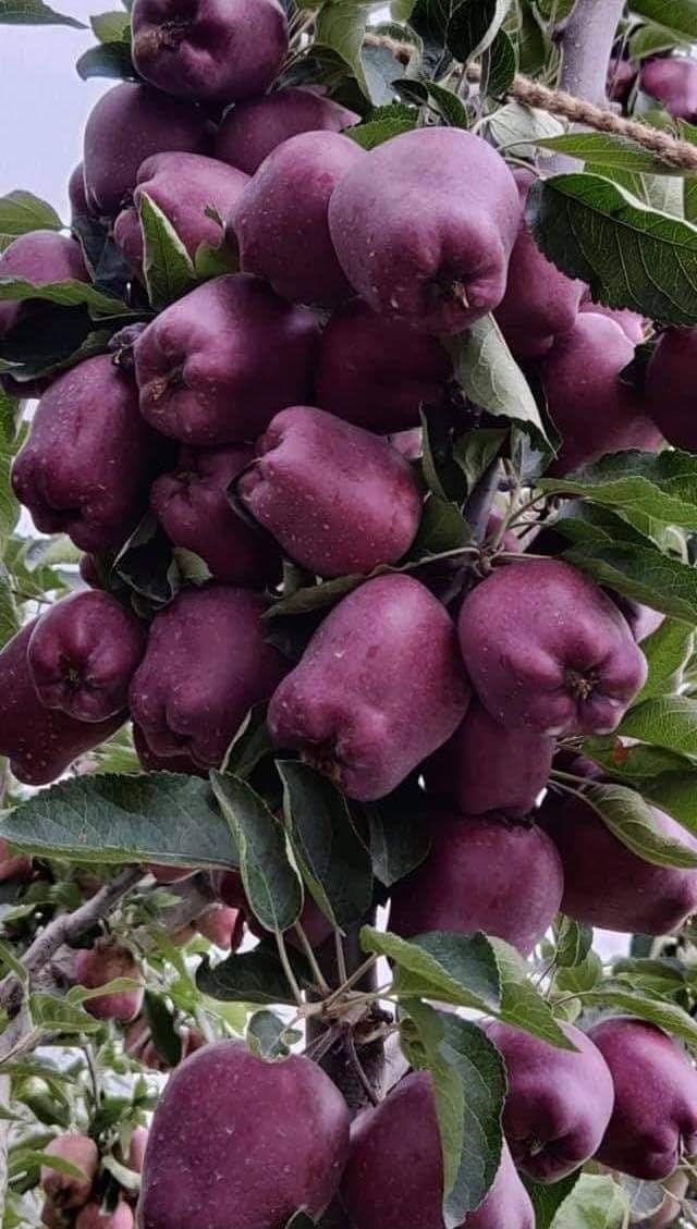 Red kashmiri Apple Grafted original variety live Apple Plant Pack Of1 (B0D5VCZQ3M) Amazon Price History, Amazon Price Tracker