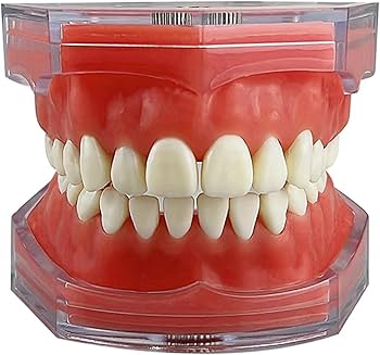 総入れ歯　歯科　入れ歯　フルデンチャー　模型　上顎　下顎　洗ってみました Amazon | 歯列模型 歯科モデル 歯が取り外し可能モデル 教育指導