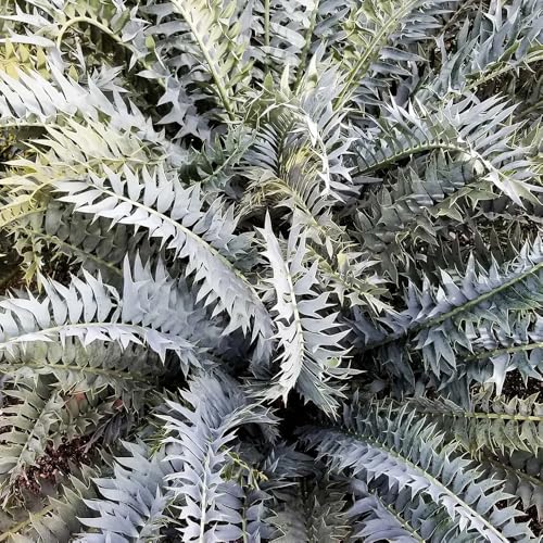 semillas de bonsái de cícadas plantas exóticas resistentes Plantas de jardín perennes resistentes Plantas verdes, decoración de jardín al aire libre, bonsái de interior plantas de 8pcs