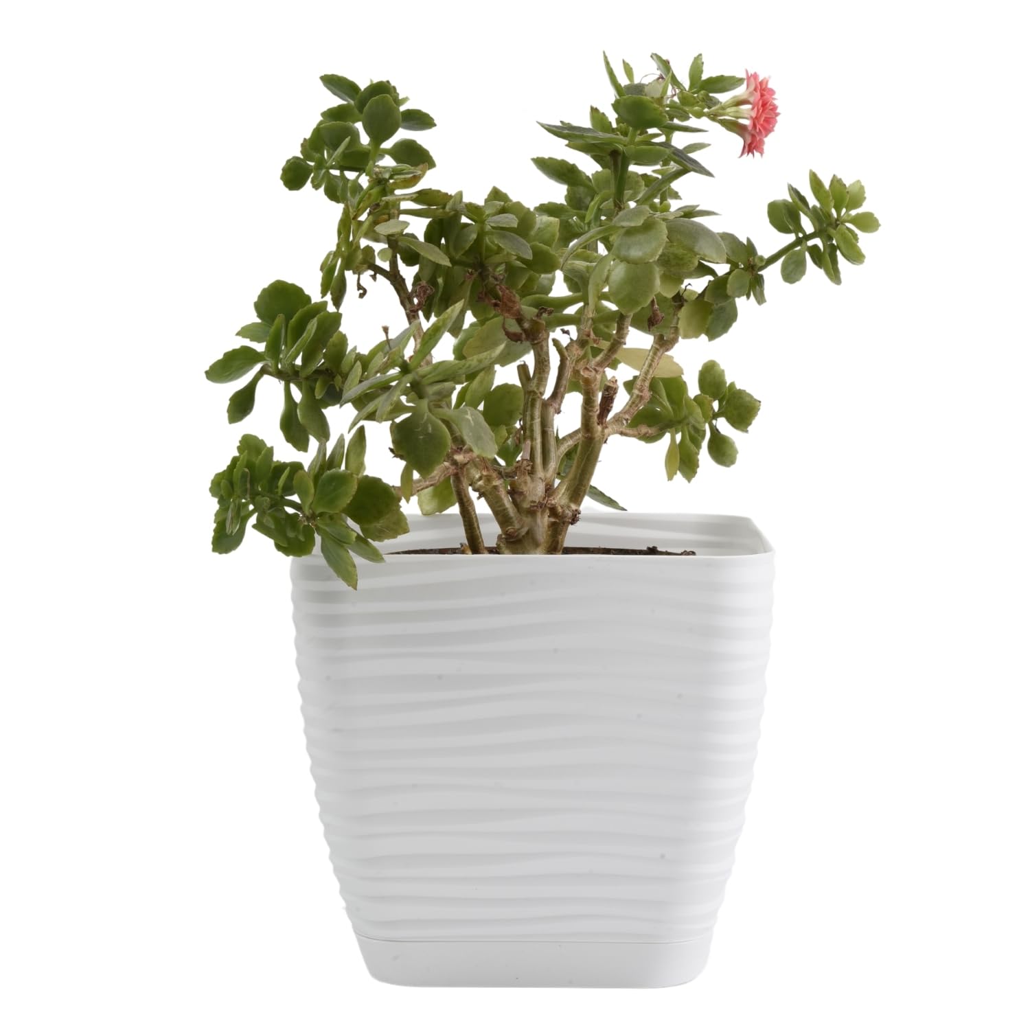 B2C Plant Pot Flowerpot Square Plastic Modern Decorative Wave Grooves Textured Elegant & Modern With Saucer (White, 19cm)