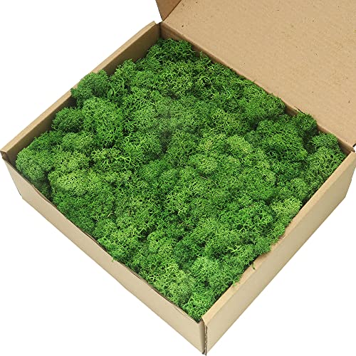 Stardom Kaveno Reindeer Moss Preserved, Green Moss For Fairy Gardens, Terrariums, Any Craft Or Floral Project Or Wedding Other Arts (Green, 9 Oz) #TOP2