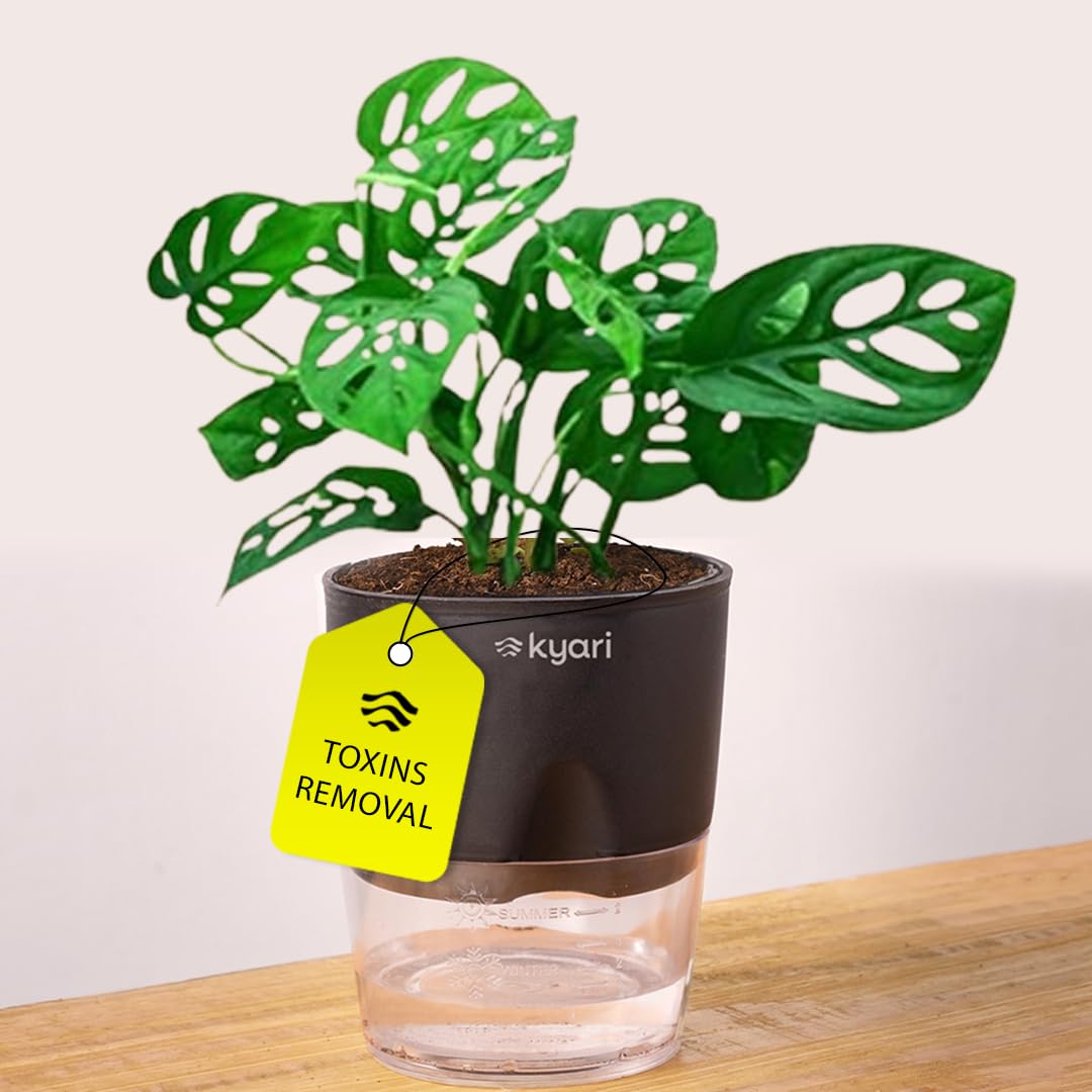 KYARI Philodendron Broken Heart Live Indoor Plant with Black Self Watering Pot - Small 4 Inch