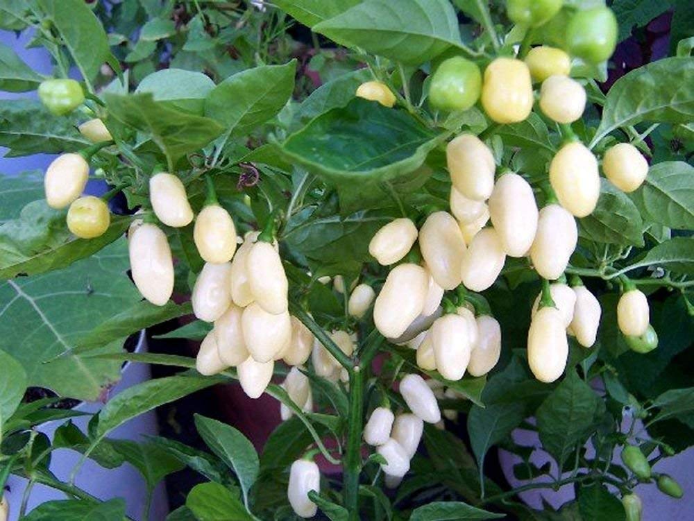 Golden Hills Farm Rare White Bullet Habanero Chilli Pepper 100 seeds (B07P2J7YTH) Amazon Price History, Amazon Price Tracker