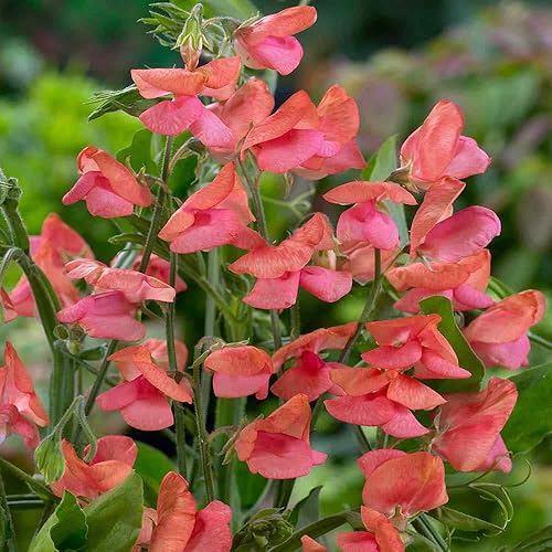 Outsidepride 100 semillas anuales Lathyrus Odoratus Old Spice Sweet Peas Miss Wilmott Semilla de vid para plantar