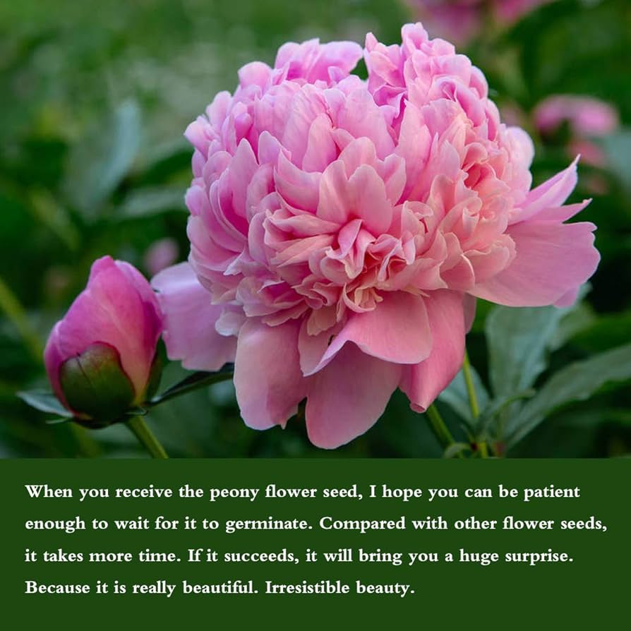 Cotton Candy Peony Mix （50+） Seeds Flowers Pack Easy Grow