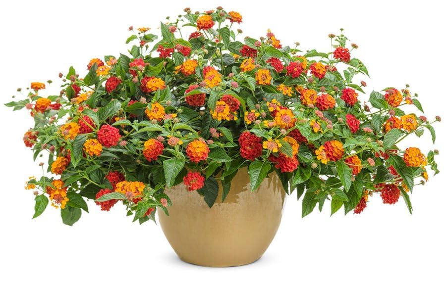 Image of Red Lantana Live Plant with Pot | Hardy Long Blooming Flowering Shrub | Vibrant Ornamental Outdoor Plant for Home Garden Balcony Terrace Landscape Butterfly Garden Decor | Pack of 1
