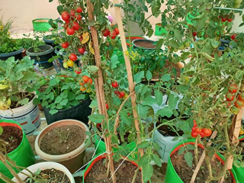 Image of Organic Desi Tomato Seeds, Leafy Vegetable Seeds for Home Gardening and Terrace Gardening, Fresh Indian Tomato Seeds with 4 Varieties, Easy to Grow Organic Tomato Vegetable Seeds