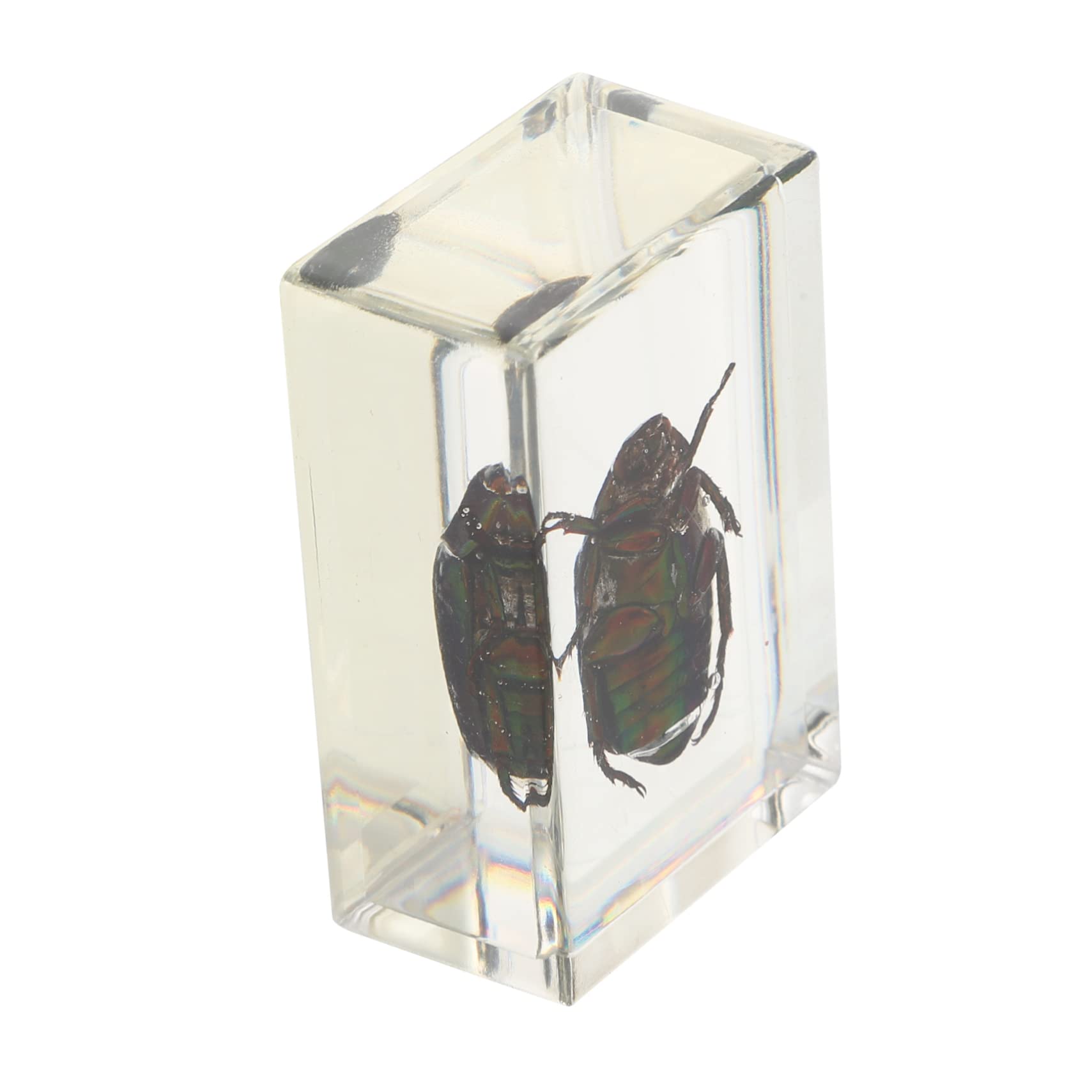 OUNONA 1 PC Insect Specimen Amber Specimen Beetle Specimen Attractive Amber Samples Teaching Tool Biology Specimens Science Classroom Specimens Educational Specimen Toy Resin