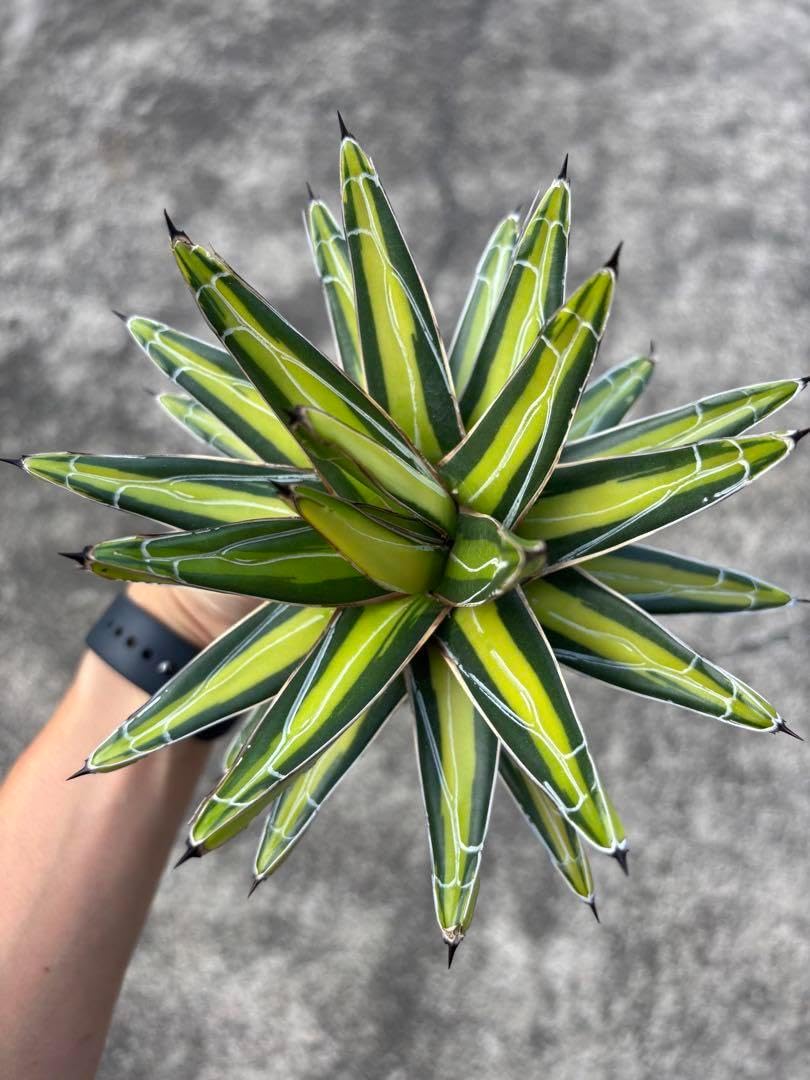 アガベ 笹の雪中斑 特選株 アガベ 特選笹の雪（Y-1） |