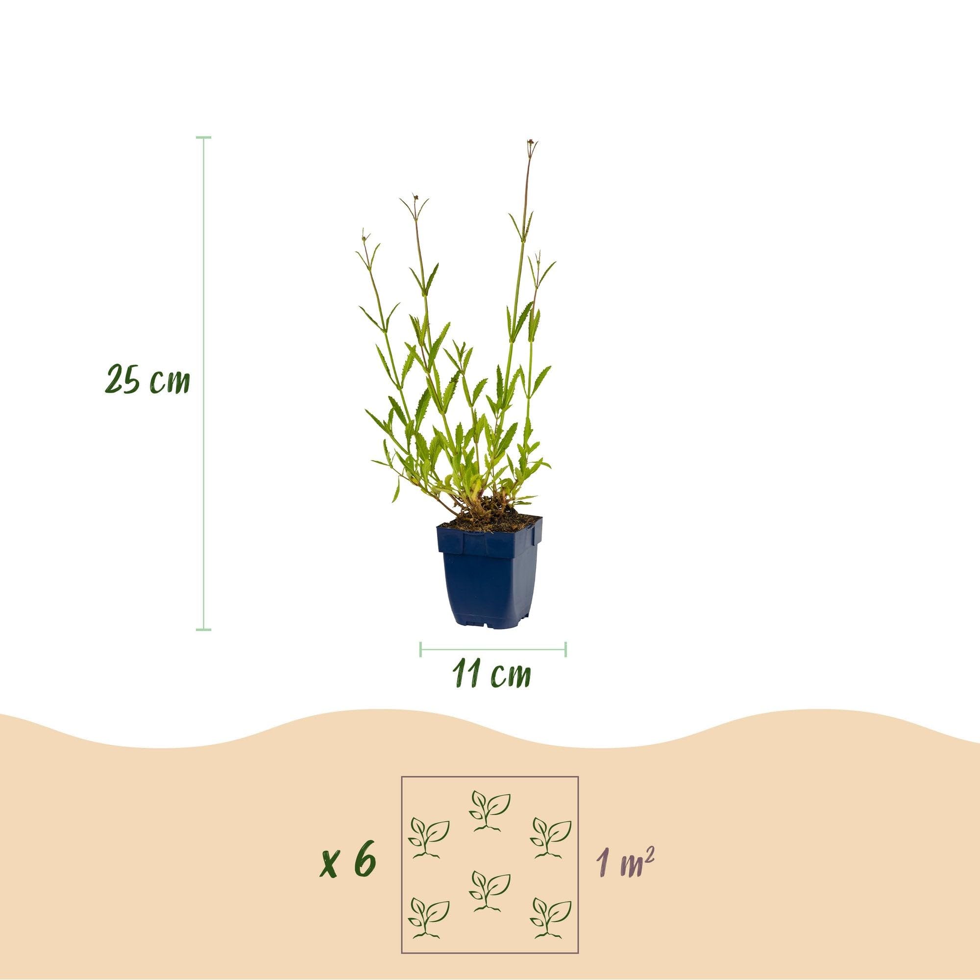 Green boutiQ - Plante vivace - Verbena bonariensis - Verveine de Buenos Aires - Attire abeilles et papillons - Violet - 24 Plantes - Pot 11cm - Hauteur 15-25cm