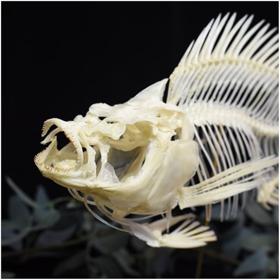 特大 ホシエイ 頭骨標本 Amazon.co.jp: 魚の骨標本 - ティラピアの骨格モデル - 動物の歯