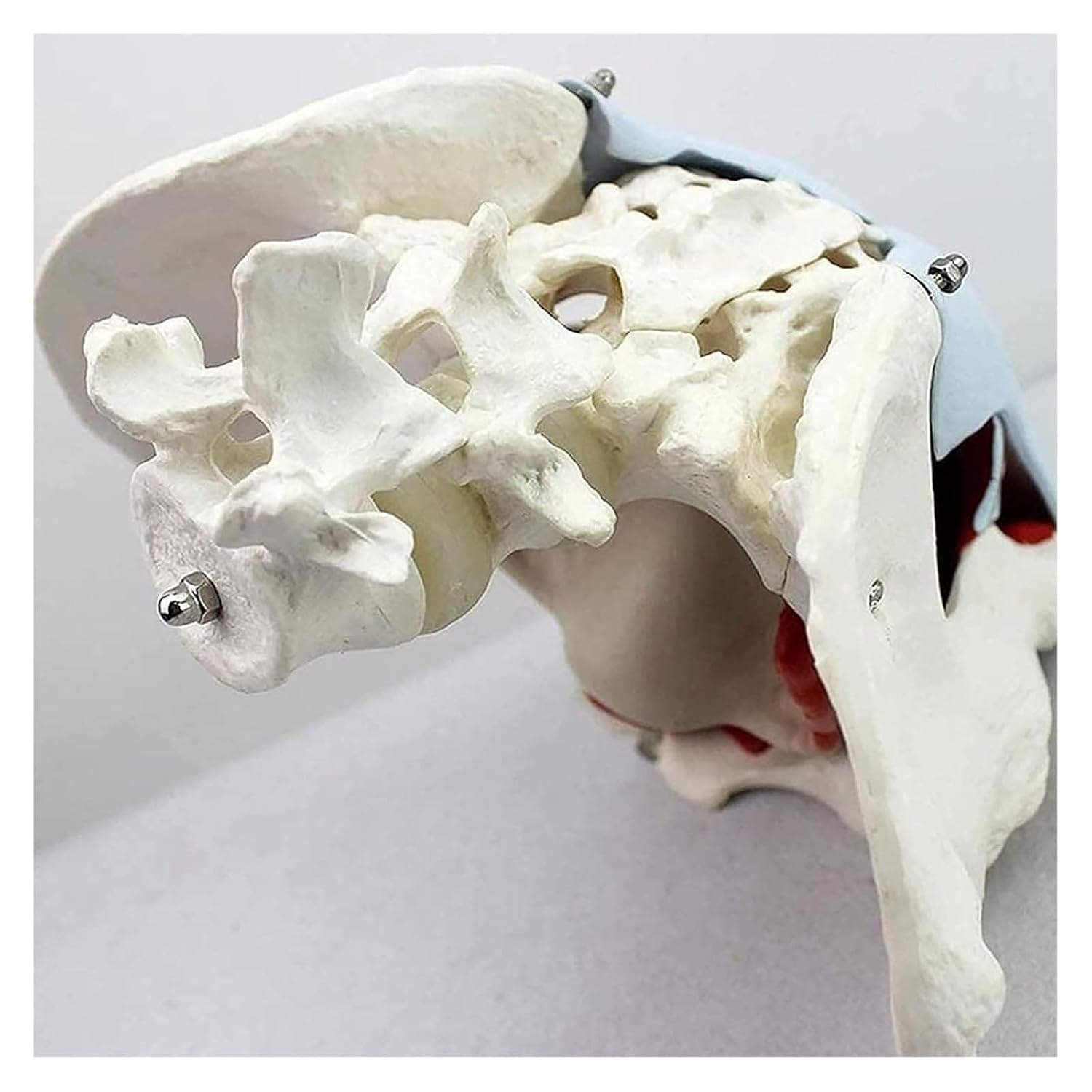 3D Female Pelvic Organs, Female Pelvic Bones, Pelvic Floor Muscles and Reproductive Organs, Colon, Bladder, Removable Organs Including The Uterus, and Detailed Manual for Human Professional Anatomy
