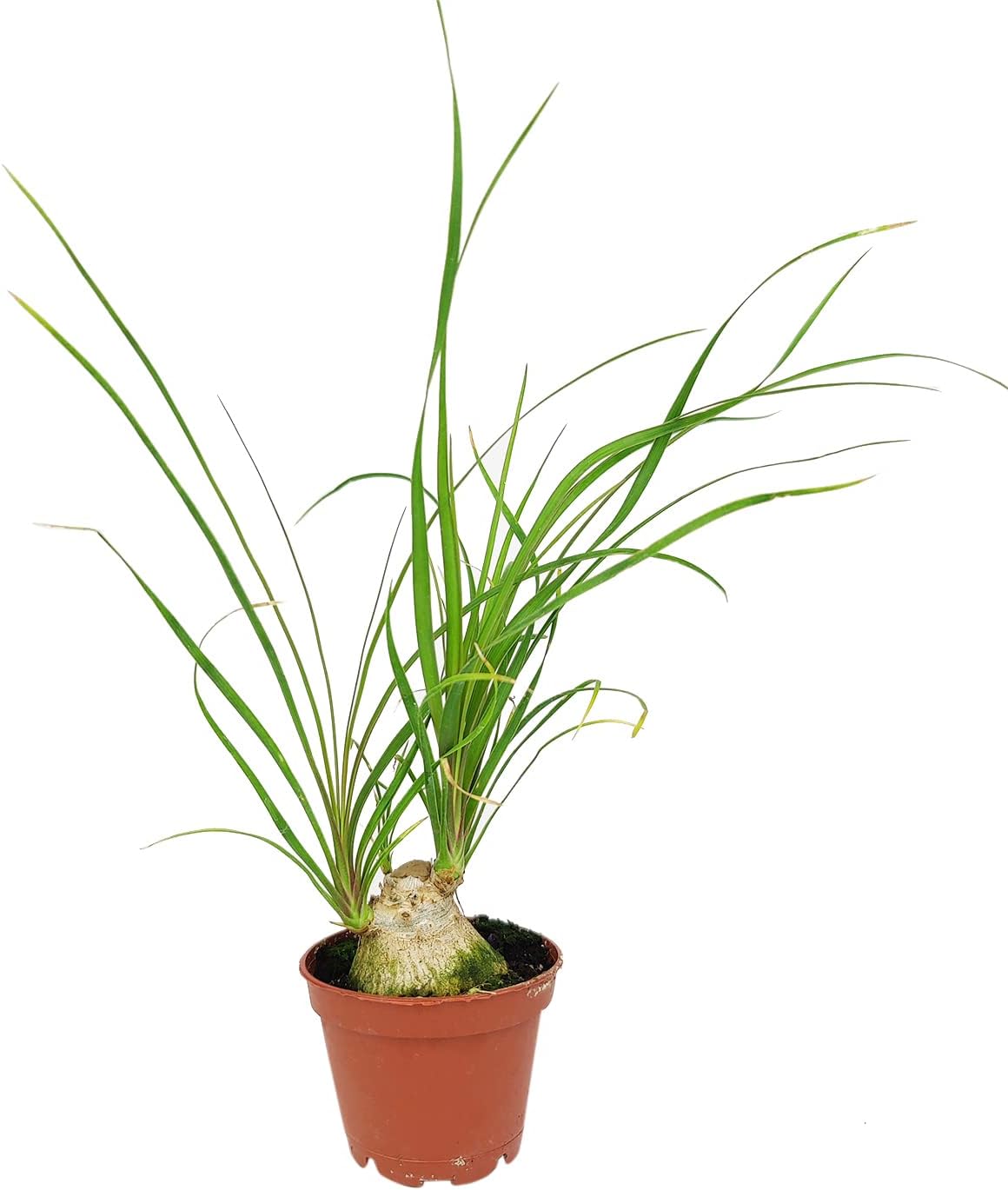 Ponytail Stump Palm (4" Grower Pot) - Beaucarnea recurvata - Easy to Grow Houseplant - Live Healthy Houseplant for Home Office Decoration - Low Maintenance Indoor Plant