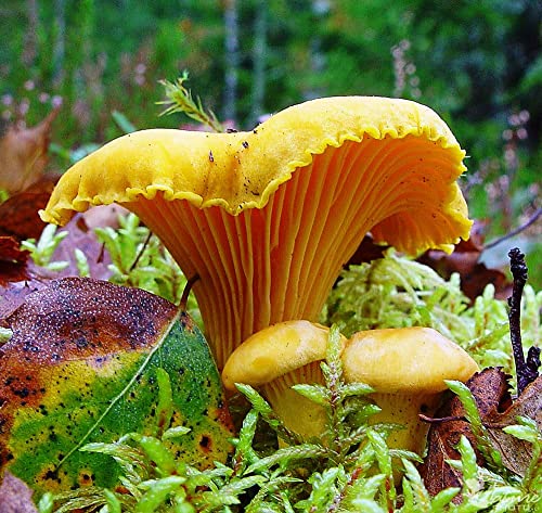 Seedsup 100+ Chanterelle Mushrooms Golden Mycelium Spawn Spores thumb #1