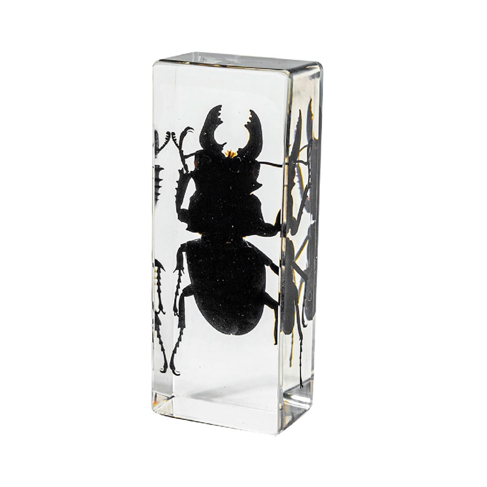 ALMASI Insect specimens,Real Specimens of Various Insect Made of Resin, Used for Science Classroom Science Education Animal Specimens, Bug Preserved,Oddities, Biology(Black scoop)