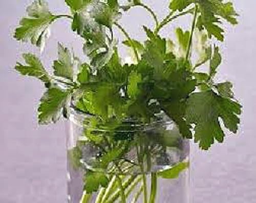 Miniatura 2 de Cilantro Slow Bolt Semillas, Heirloom 99+ Semillas, sin OMG, Hierbas/Especias