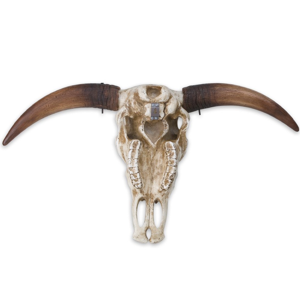 Massive Full Size Bull Steer Skull