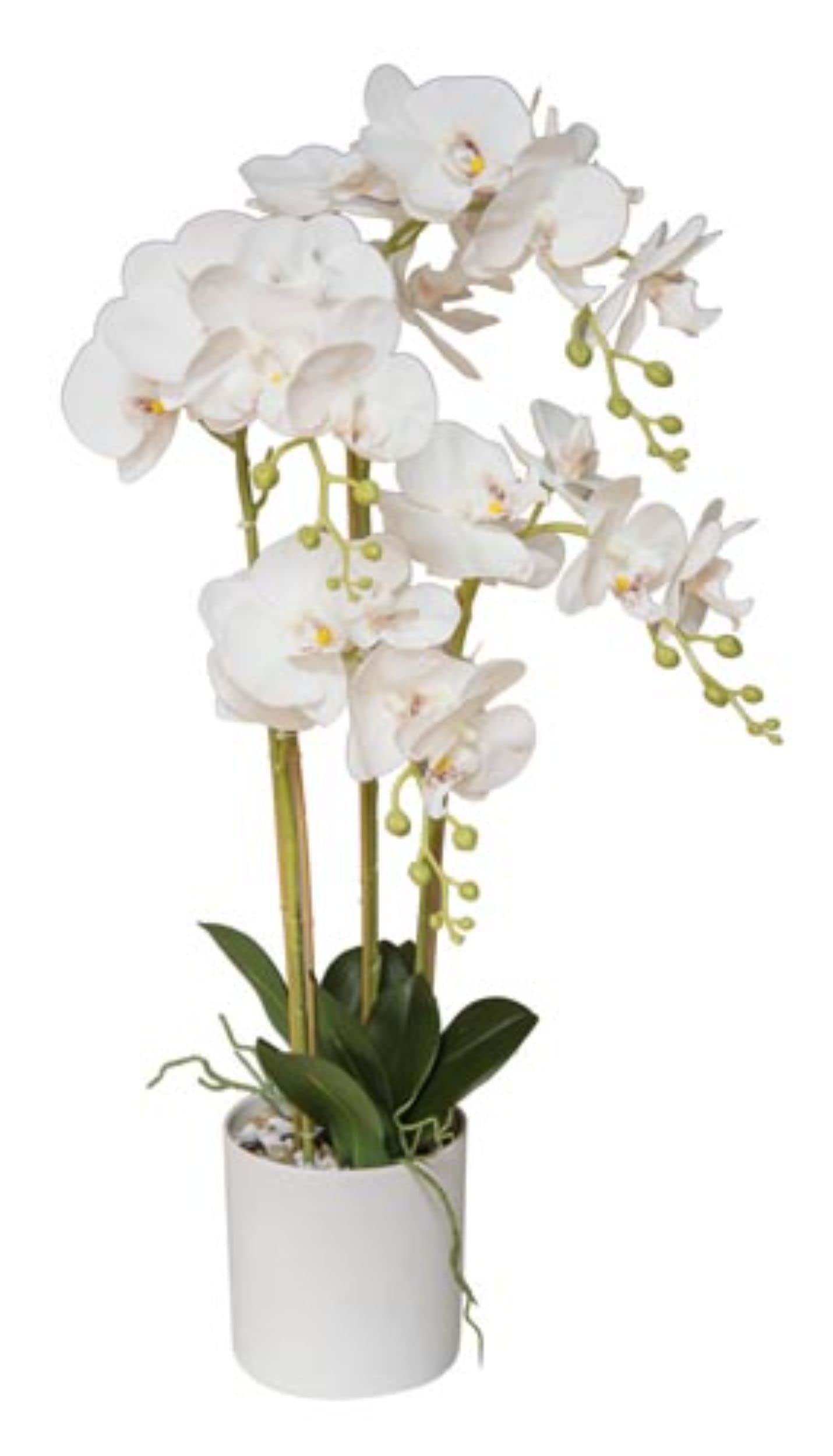 Orchidée Real Touch pour hall d'hôtel et bureau chic PLANTE GR. 75 cm