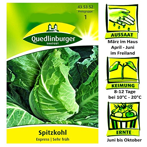Quedlinburger Saatgut Spitzkohl, Express (Erstling) Samen