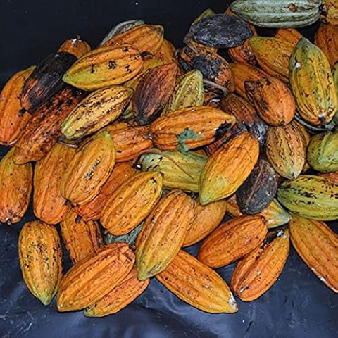yanbirdfx Green Garden Flower Plants-40Pcs Cocoa Fruit Seeds Tree Germination Fresh Home Garden Plant Decoration Cover