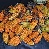 semilla cacao para sembrar Esta semilla se adapta a la mayoría de los suelos y puede cultivar plantas y flores saludables bajo la condición de suficiente luz solar y agua suficiente. Añade estas semillas tricolor de amaranthus a tu jardín reduce tus niveles de estrés percibidos y te hace sentir más relajado, seguro y feliz.