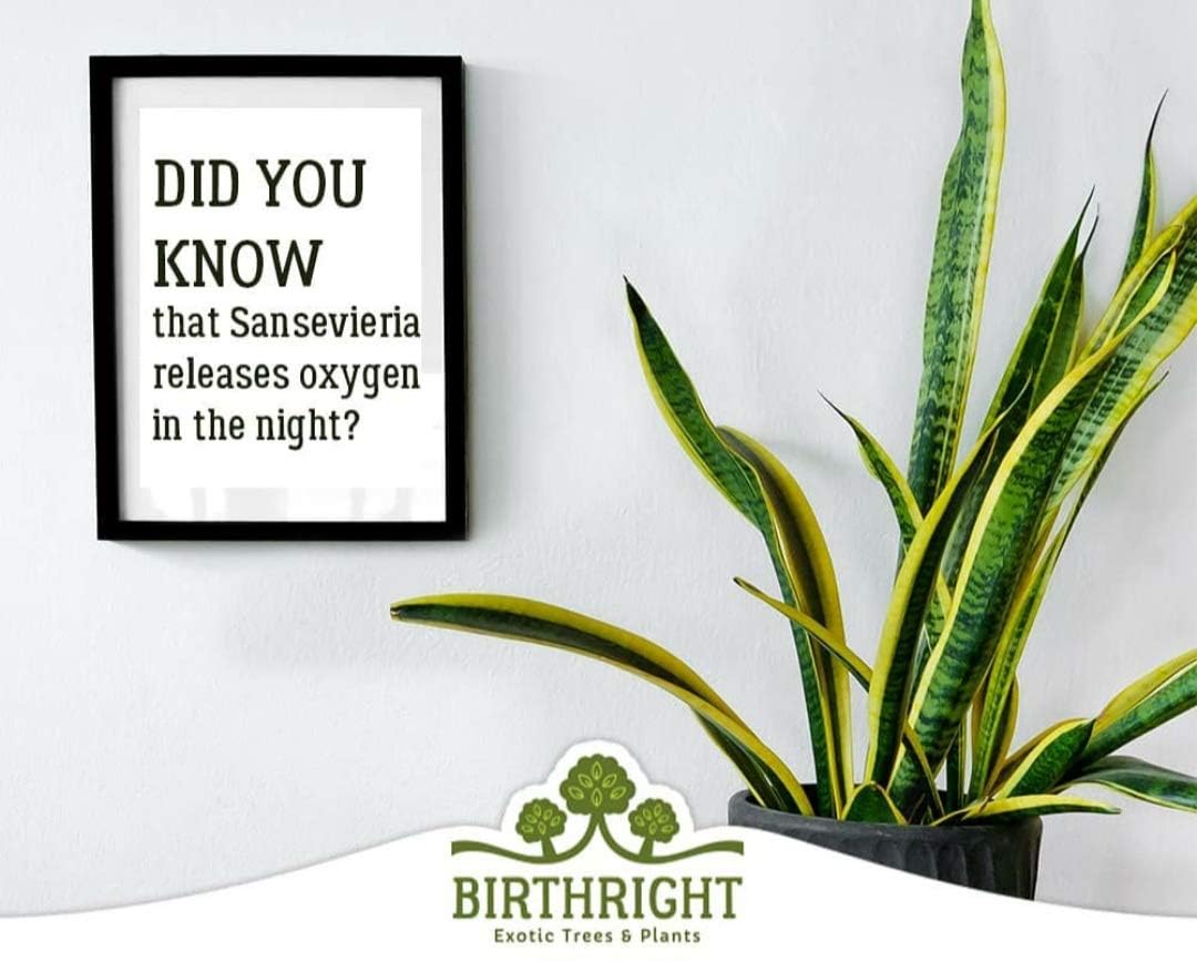 Birthright Charmygreen Decorative Sansevieria Trifisciata, Snake Plant, Low Maintenance Air Purifier Plant (Long Green Leaves) For Home & Garden 3
