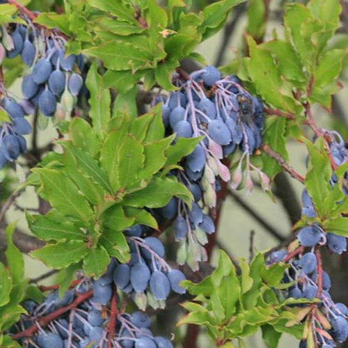 Vaccinium corymbosum Blueberry 'Augusta' 15cm Pot Size